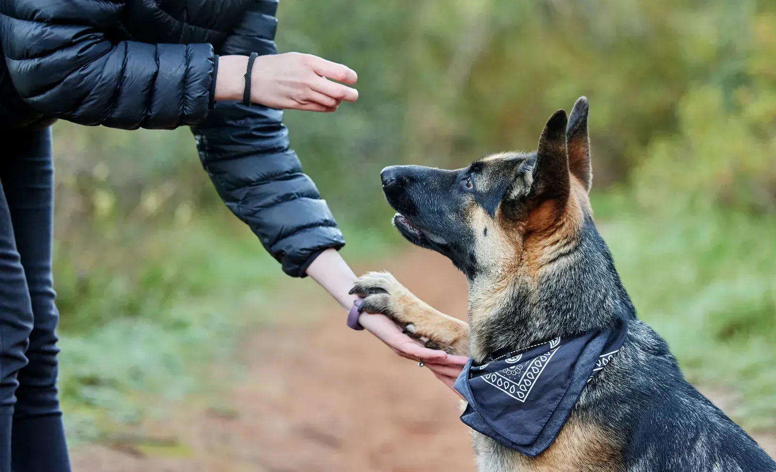 Éducateur canin en activité