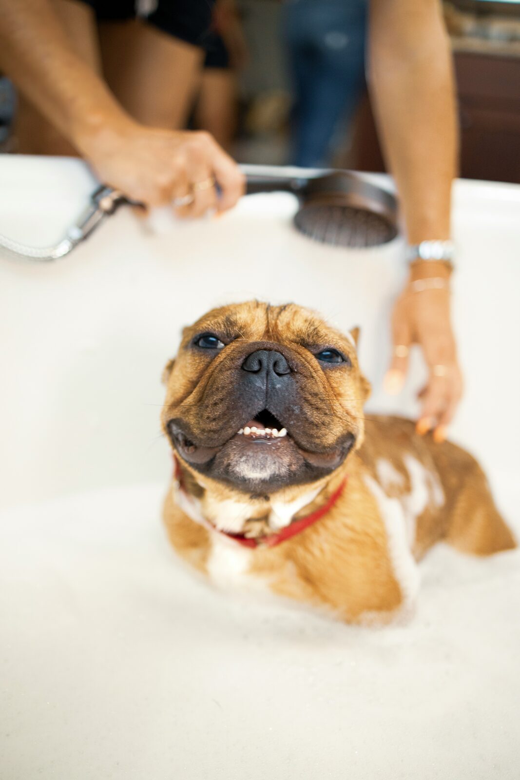 Toilettage animalier en activité