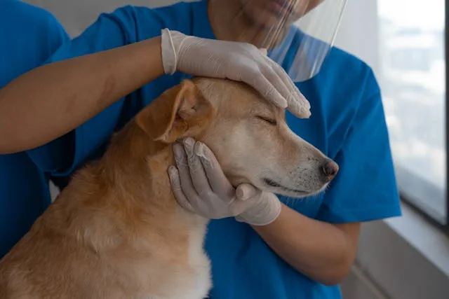 Éducateur canin — aperçu visuel 4