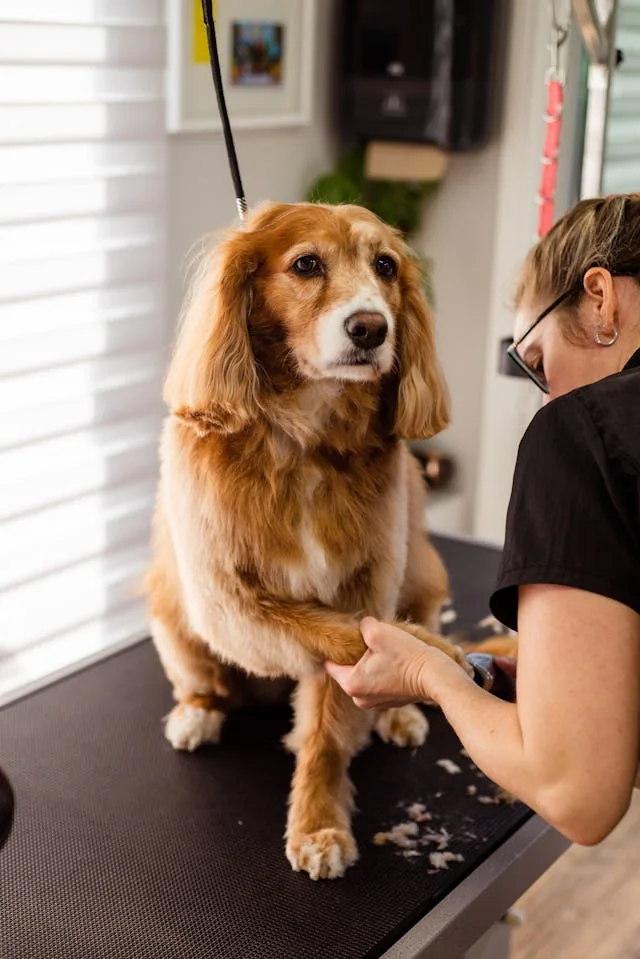 Site web pour Éducateur canin — univers métier