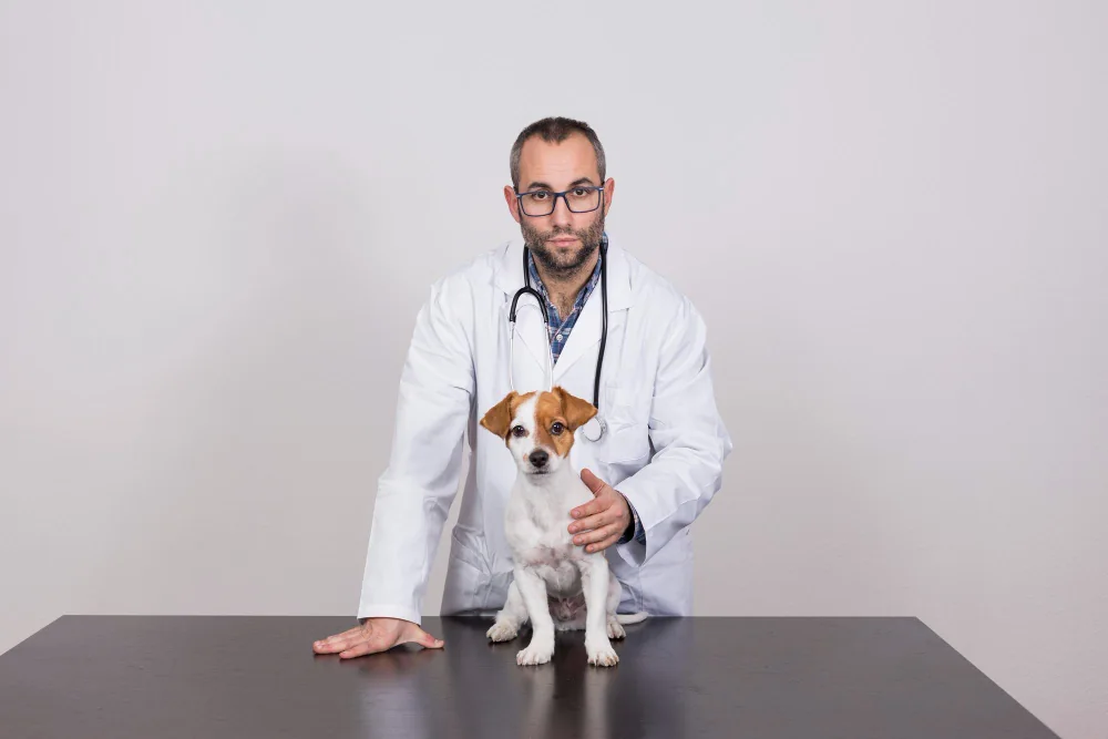Éducateur canin — aperçu visuel 6