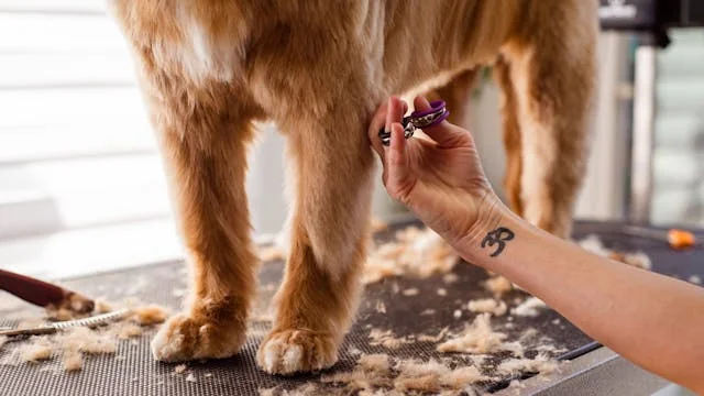 Toilettage animalier — aperçu visuel 1